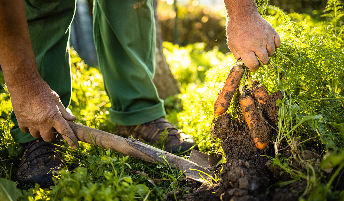 How Regenerative Agriculture Affects Climate Change