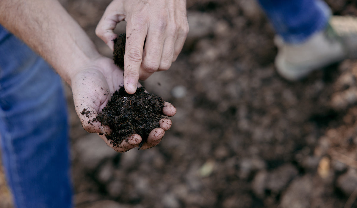 Back to our roots: how soil can save us