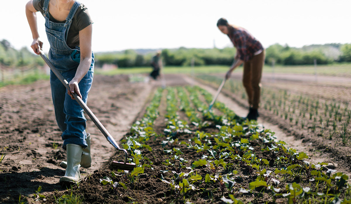 Why Farming Needs to Radically Change Now