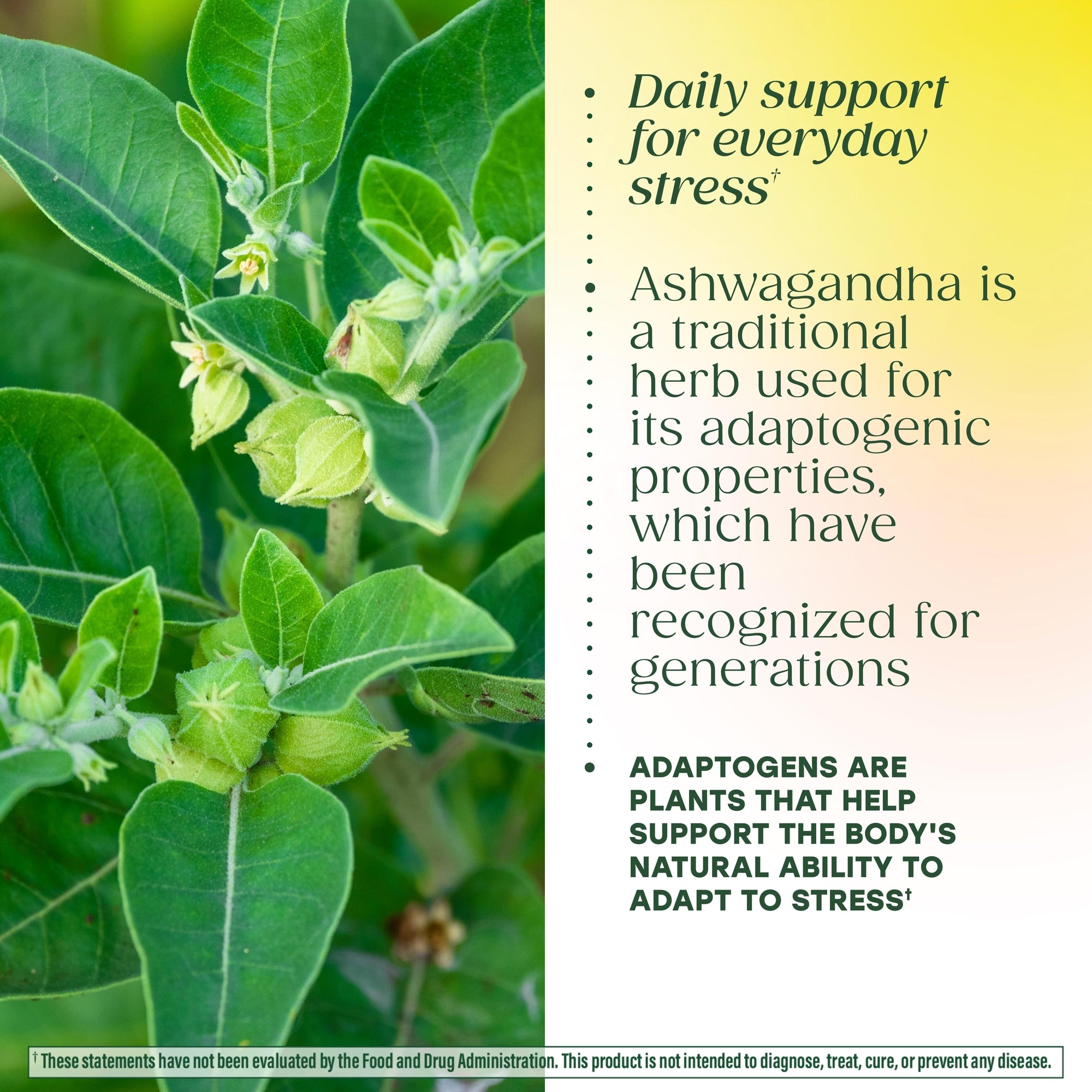 Ashwagandha Complex