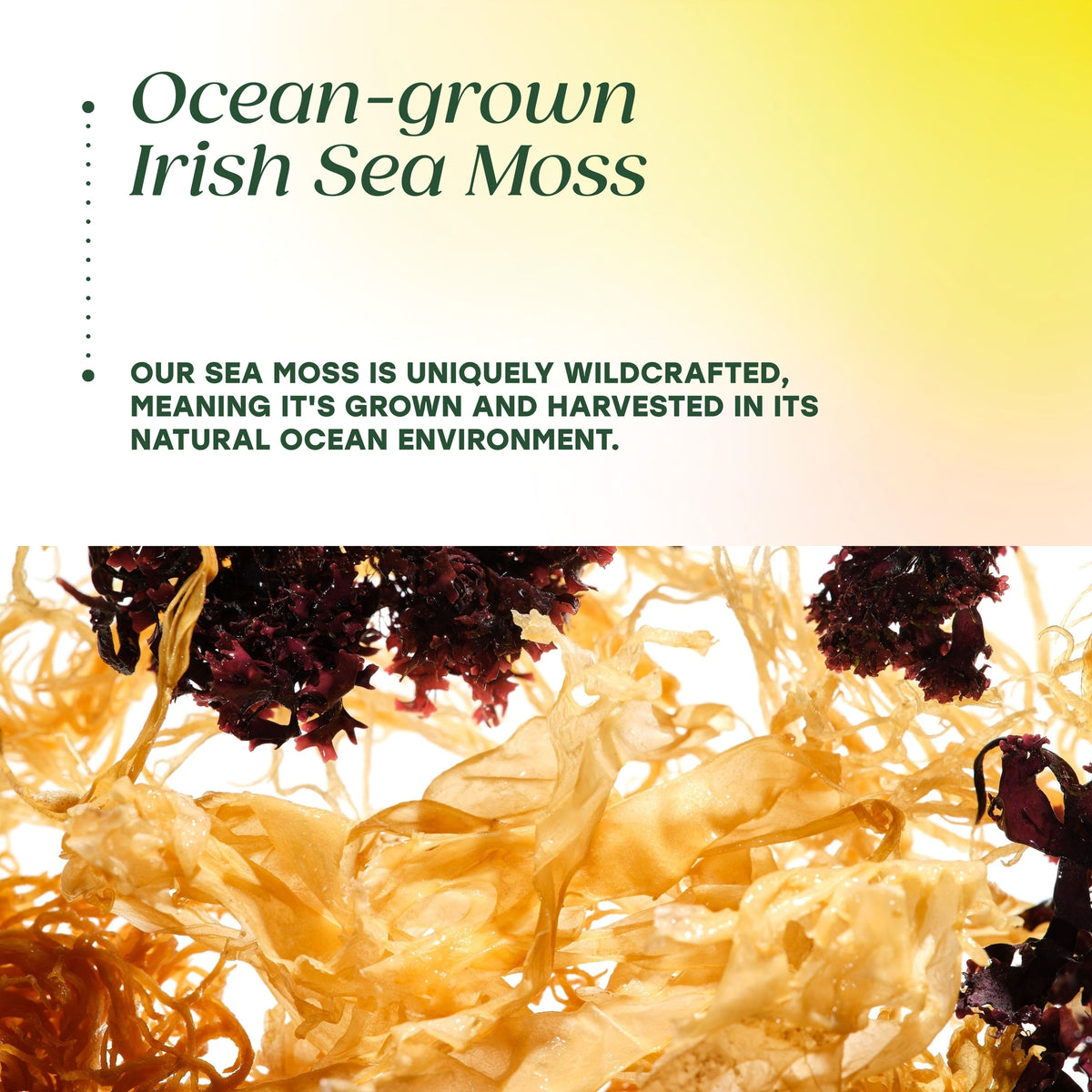 Sea Moss Complex