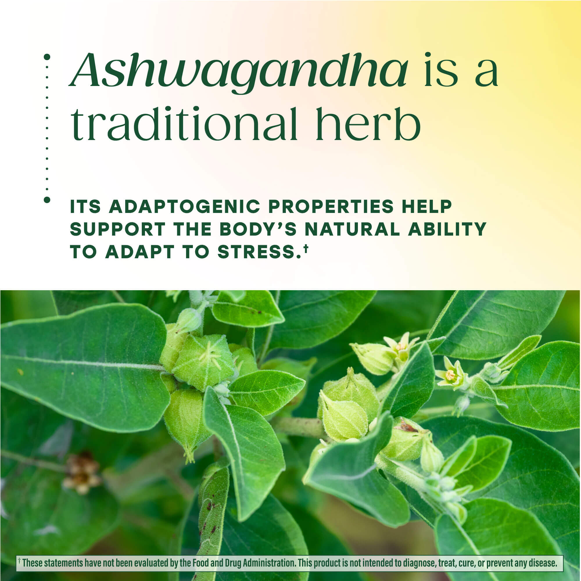 Ashwagandha Gummies