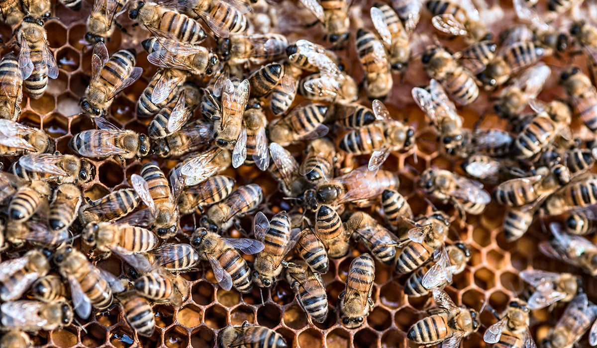 How MegaFood and Regenerative Agriculture Support Pollinators