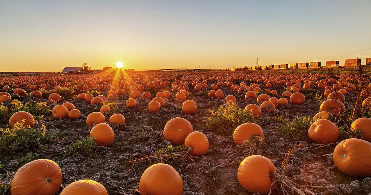 3 Easy Tips for a Sustainable, Healthy (and still full of spooky fun!) Halloween