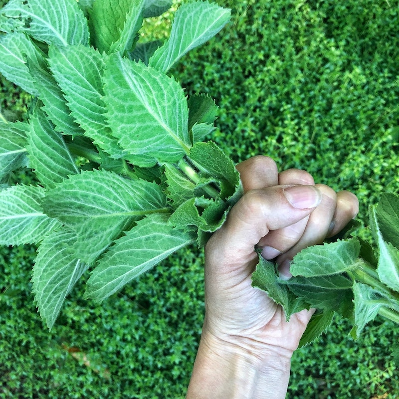 Ep 5: Fantastic Herbs and How to Use Them