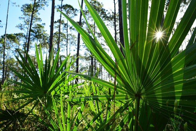 The Saga of Saw Palmetto (and what that means for MegaFood!)