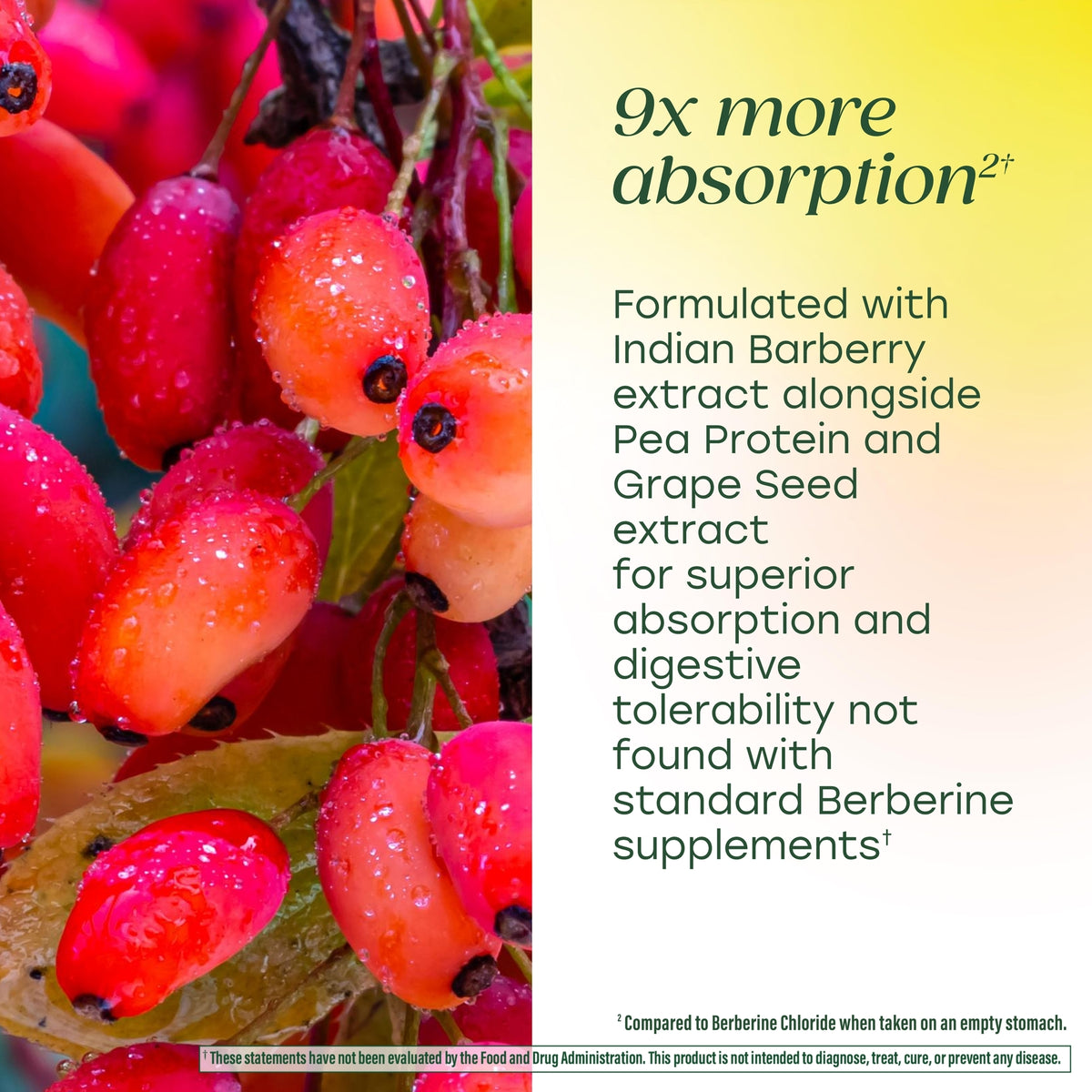 Berberine Phytosome