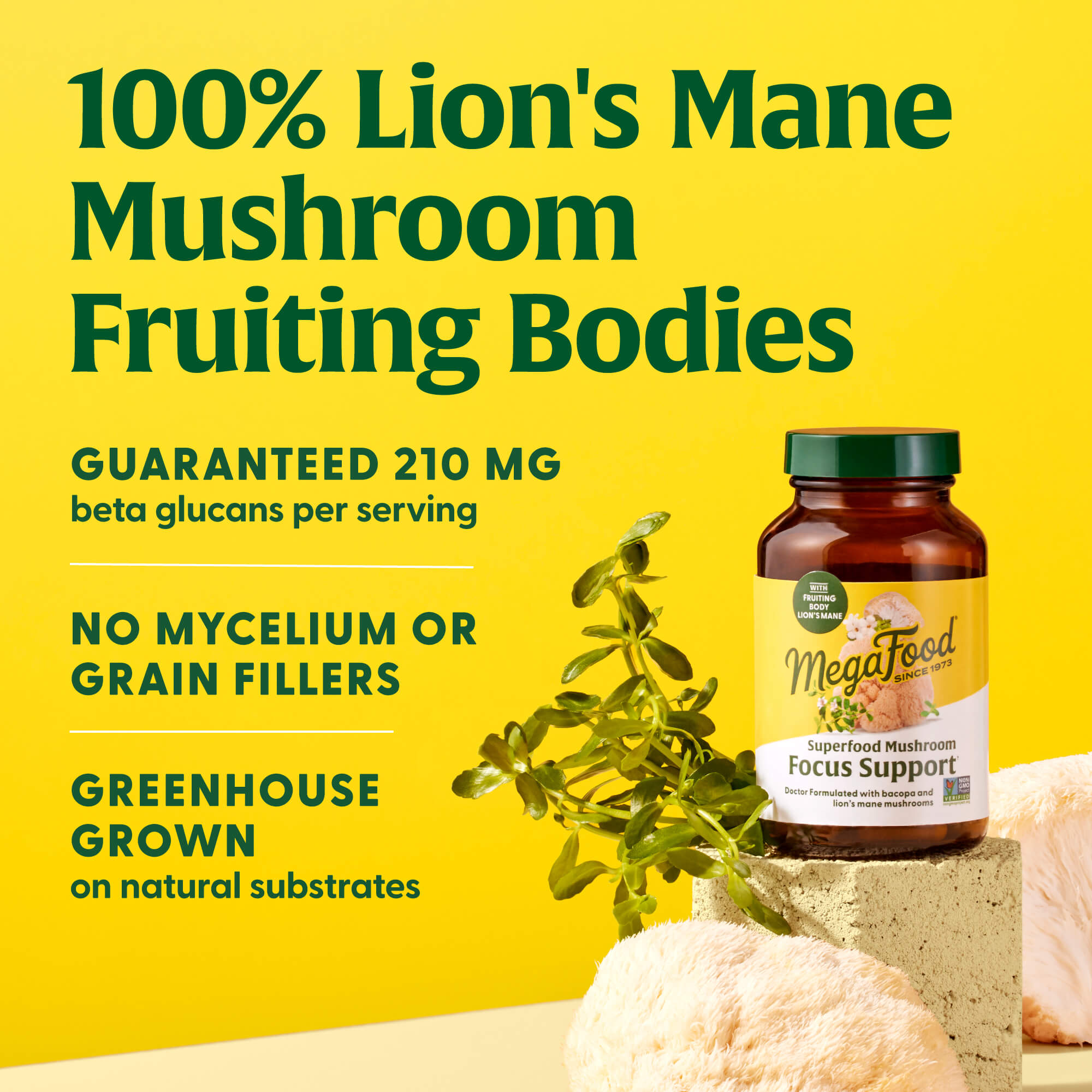 Superfood Mushroom Focus Support†